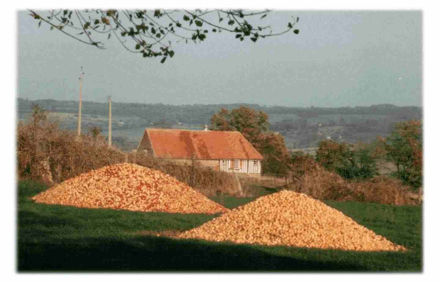 Cider Apples in Normandy